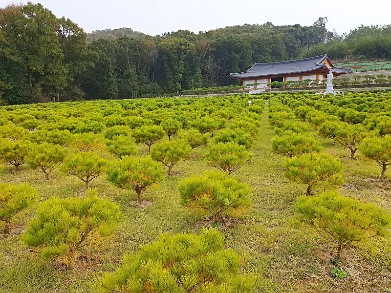 김포 애기봉자연장 수목 공간