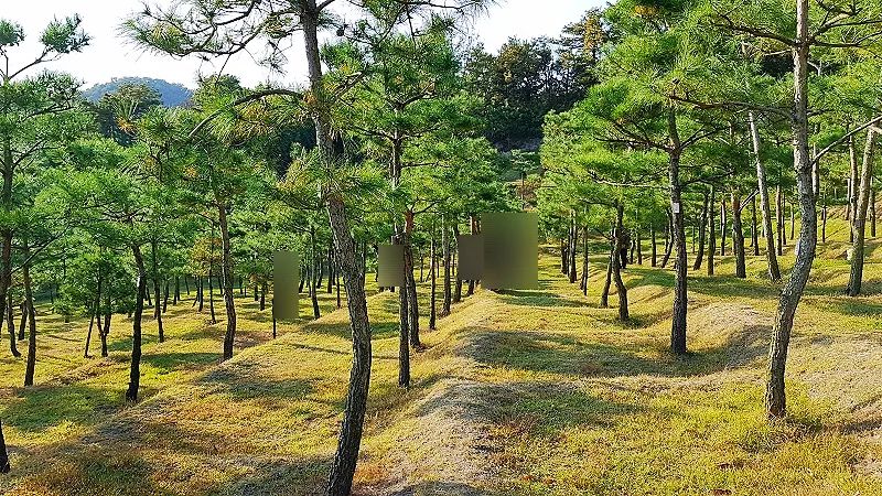안성자연장 소나무 숲 자연장 전경