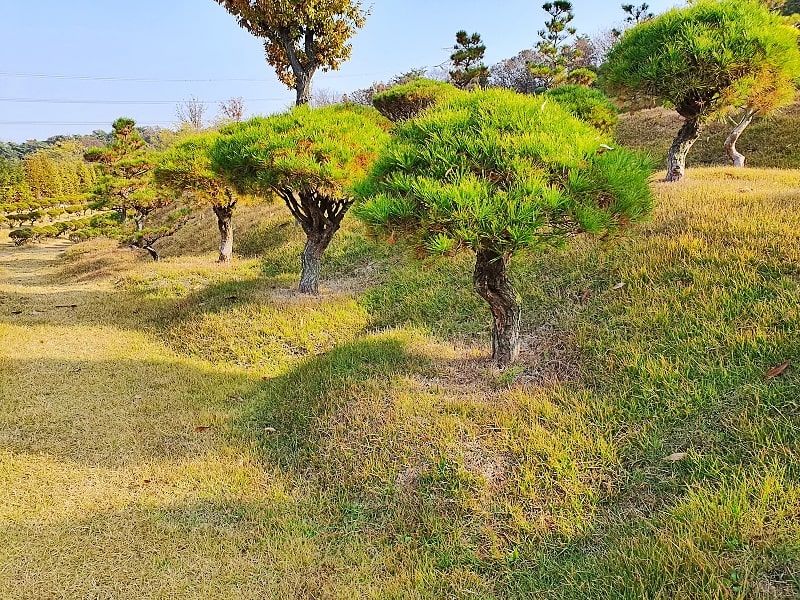 일산 자연장 소나무 안치 구역